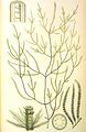 Arthrocladia villosa1PhycBri
